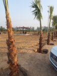 150 Sq Yards Plot For Sale in Aero City Mohali || Plot at Airport Road Mohali – Call – 9290000454